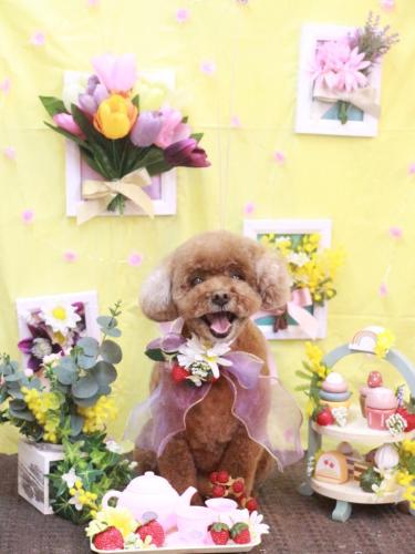 20230304フーちゃん